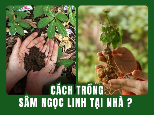 Cách trồng sâm Ngọc Linh tại nhà: Hiểu đúng để không bị lừa